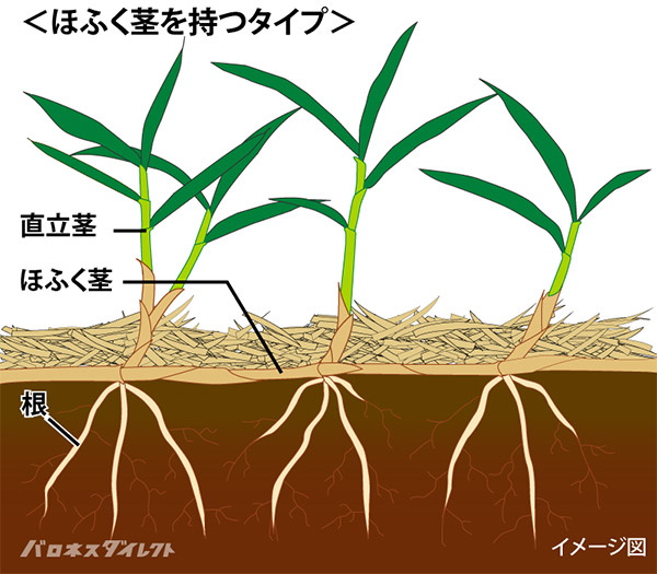 芝生について語りたい！