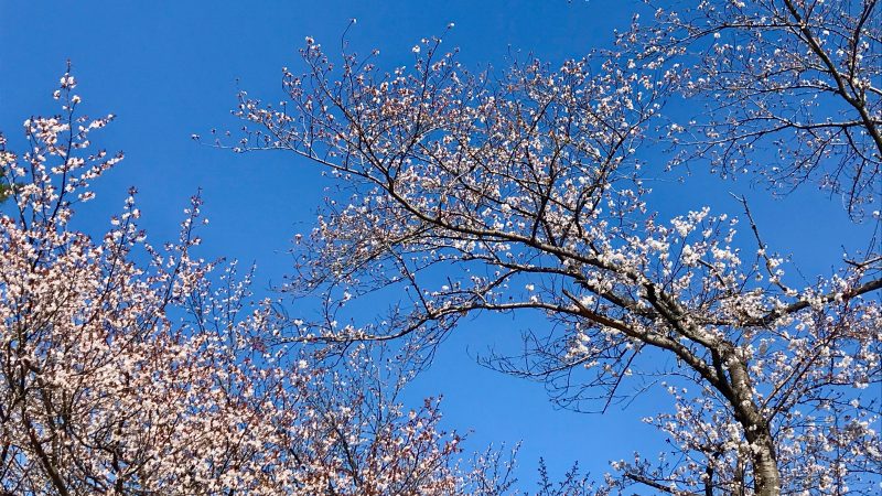 GEN-TENゴルフコースレッスン高坂カントリークラブ桜