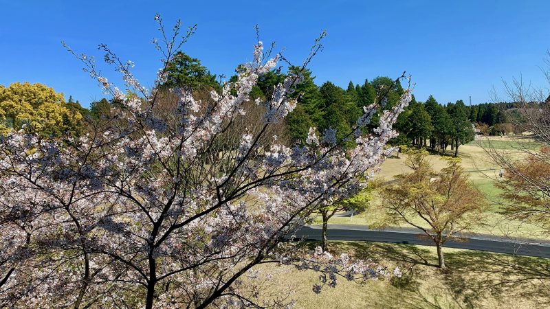 GEN-TENゴルフコースレッスンアカデミア東千葉CC桜とコースの写真