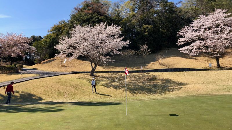 GEN-TENゴルフコースレッスンアカデミアグリーンと桜の写真