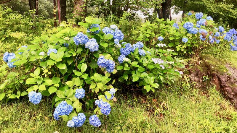 GEN-TENゴルフコースレッスントライフィールド紫陽花の写真